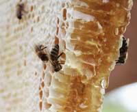 Bees on a honeycomb