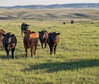 Cows walking in a field