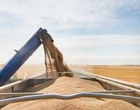 Grain being loaded into a truck